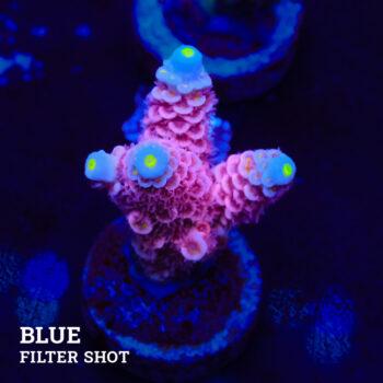 Acropora Tenuis 'Pink'