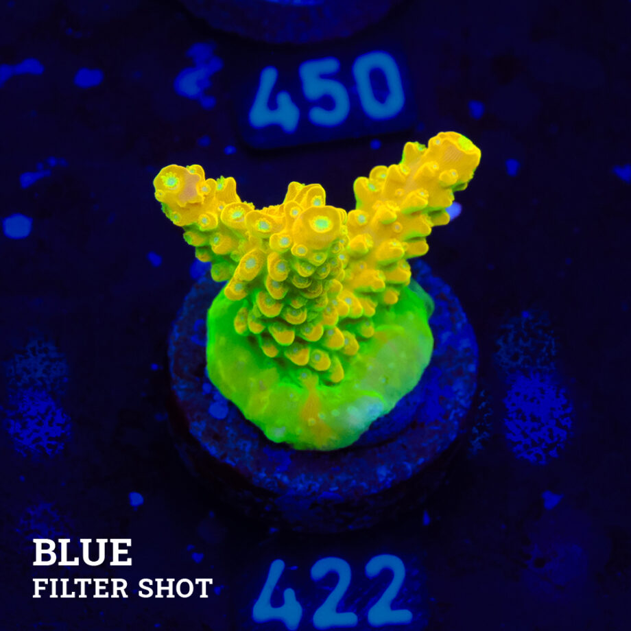 FM Sour Patch