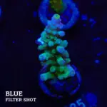 Acropora Tortuosa 'Rainbow Tort'