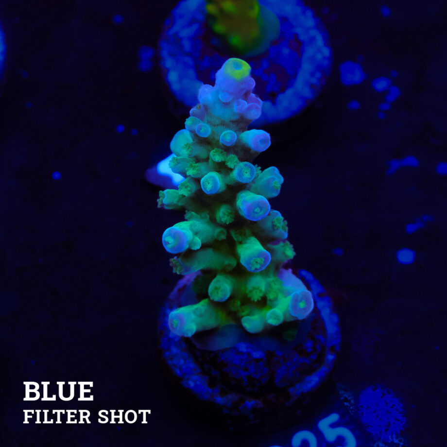 Acropora Tortuosa 'Rainbow Tort'