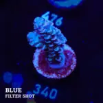 Acropora Tenuis 'Pastel Violet'