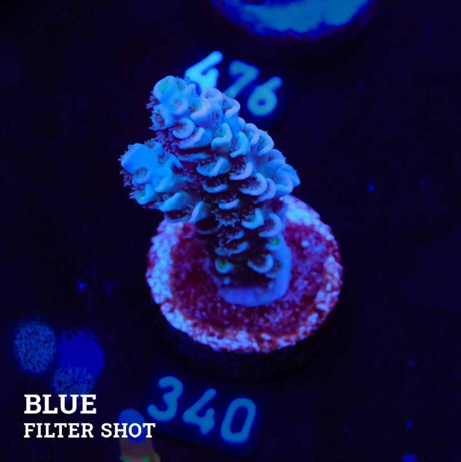 Acropora Tenuis 'Pastel Violet'