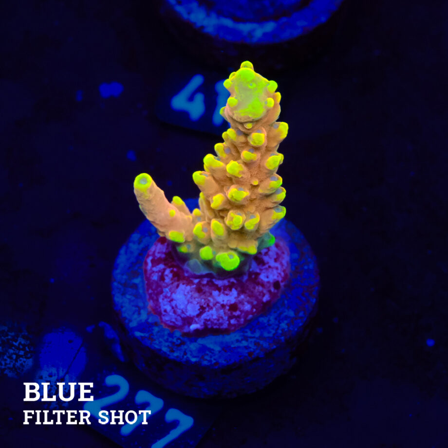 Acropora Latistella 'Bali Shorty'