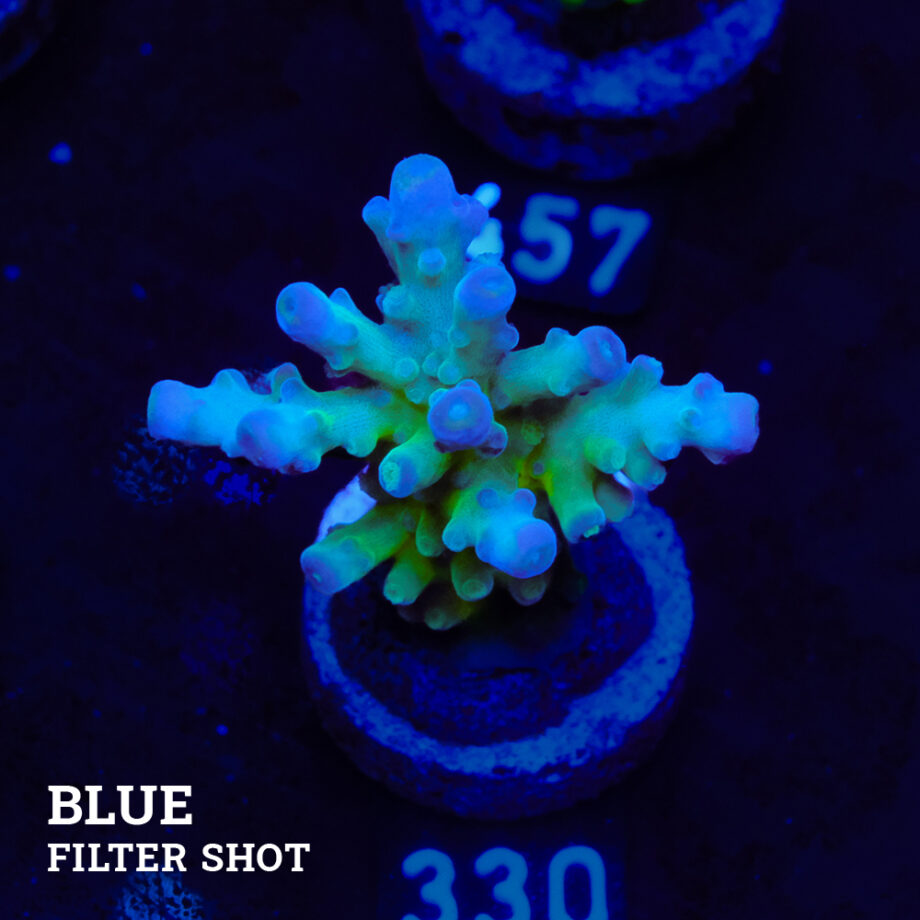 Acropora Tortuosa 'Rainbow Tort' (tourte arc-en-ciel)
