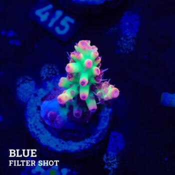 Acropora microklados 'SSC'