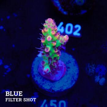 Acropora microklados 'SSC'