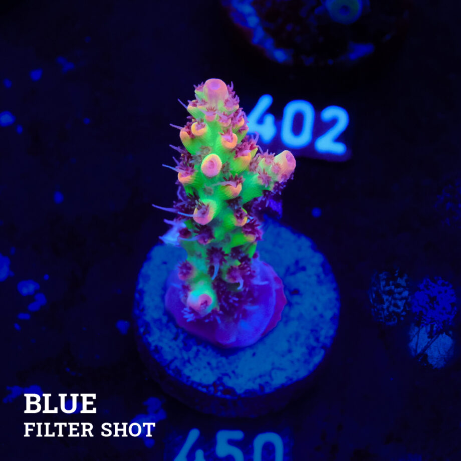 Acropora microklados 'SSC'