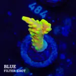 Acropora Latistella 'Bali Shorty'