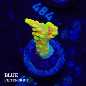 Acropora Latistella 'Bali Shorty'