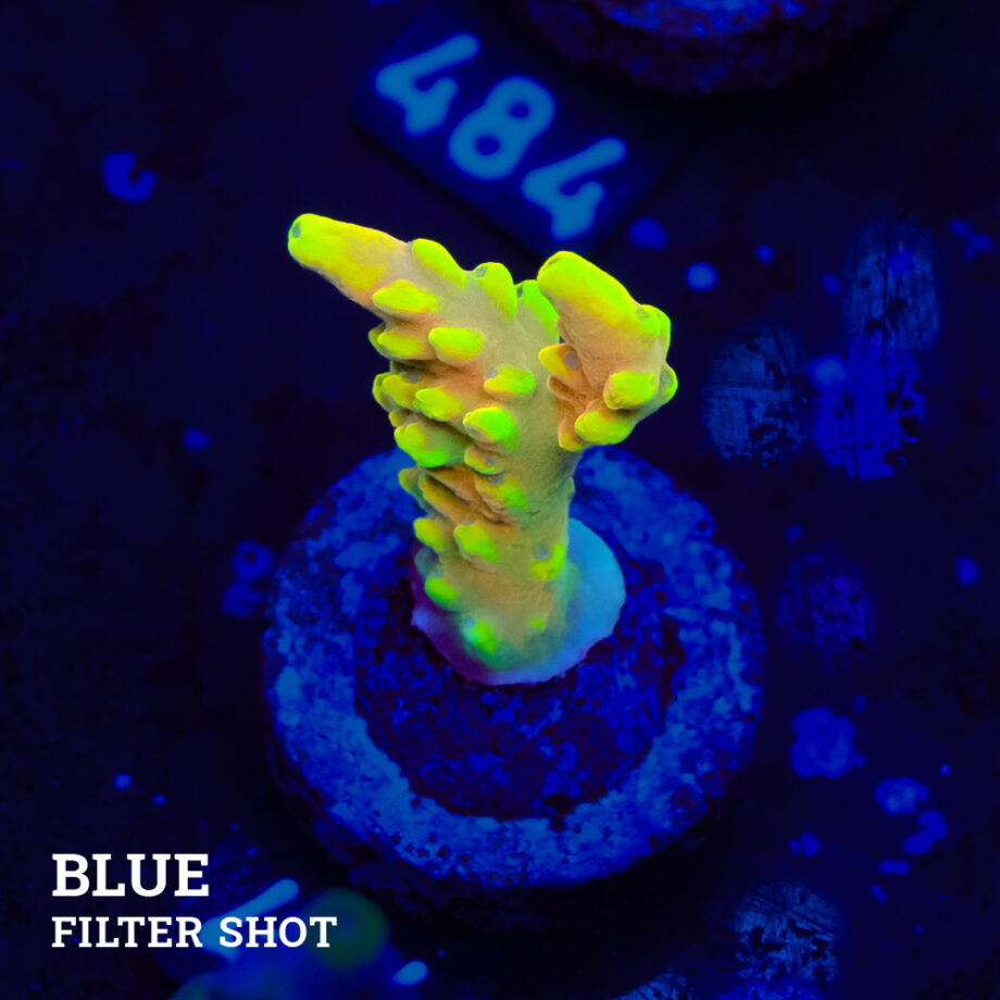 Acropora Latistella 'Bali Shorty'