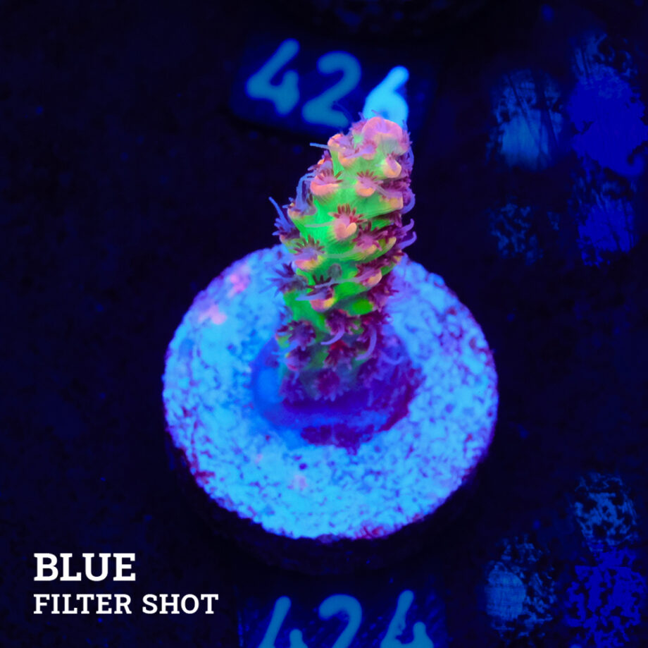 Acropora microklados 'SSC