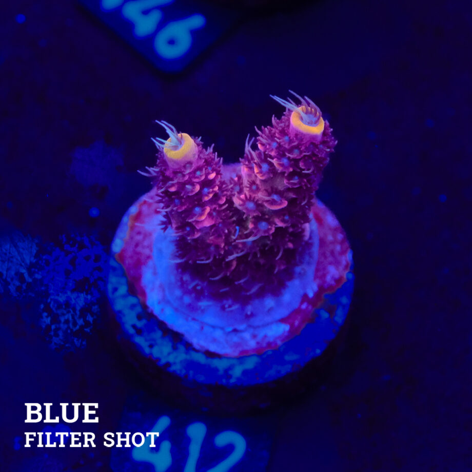 Acropora Millepora 'Red'
