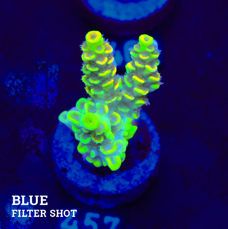 Acropora Tenuis 'Yellow' (jaune)