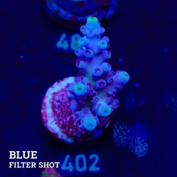 Acropora Tortuosa 'Cali Tort'