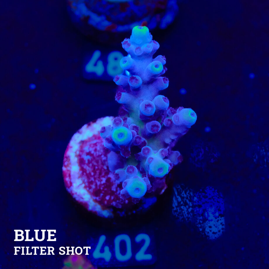 Acropora Tortuosa 'Cali Tort'