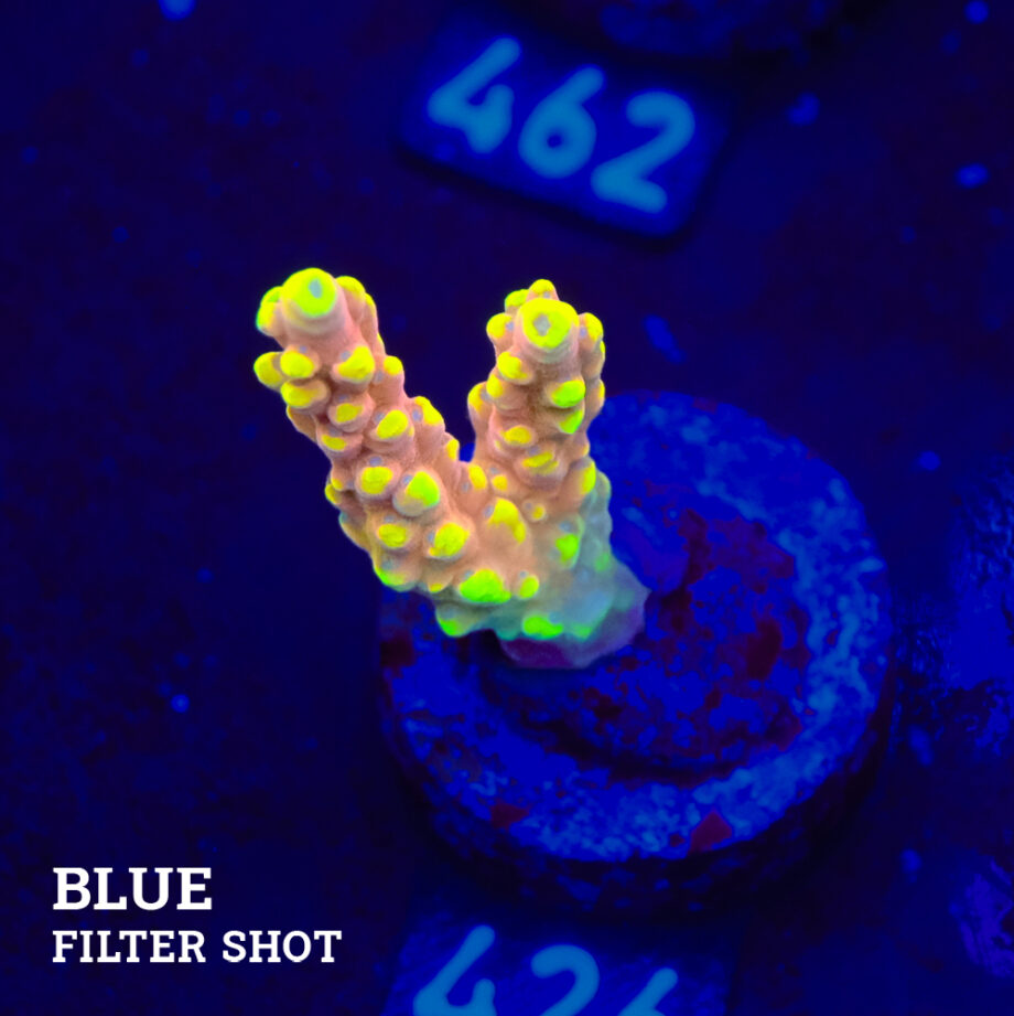 Acropora Latistella 'Bali Shorty'