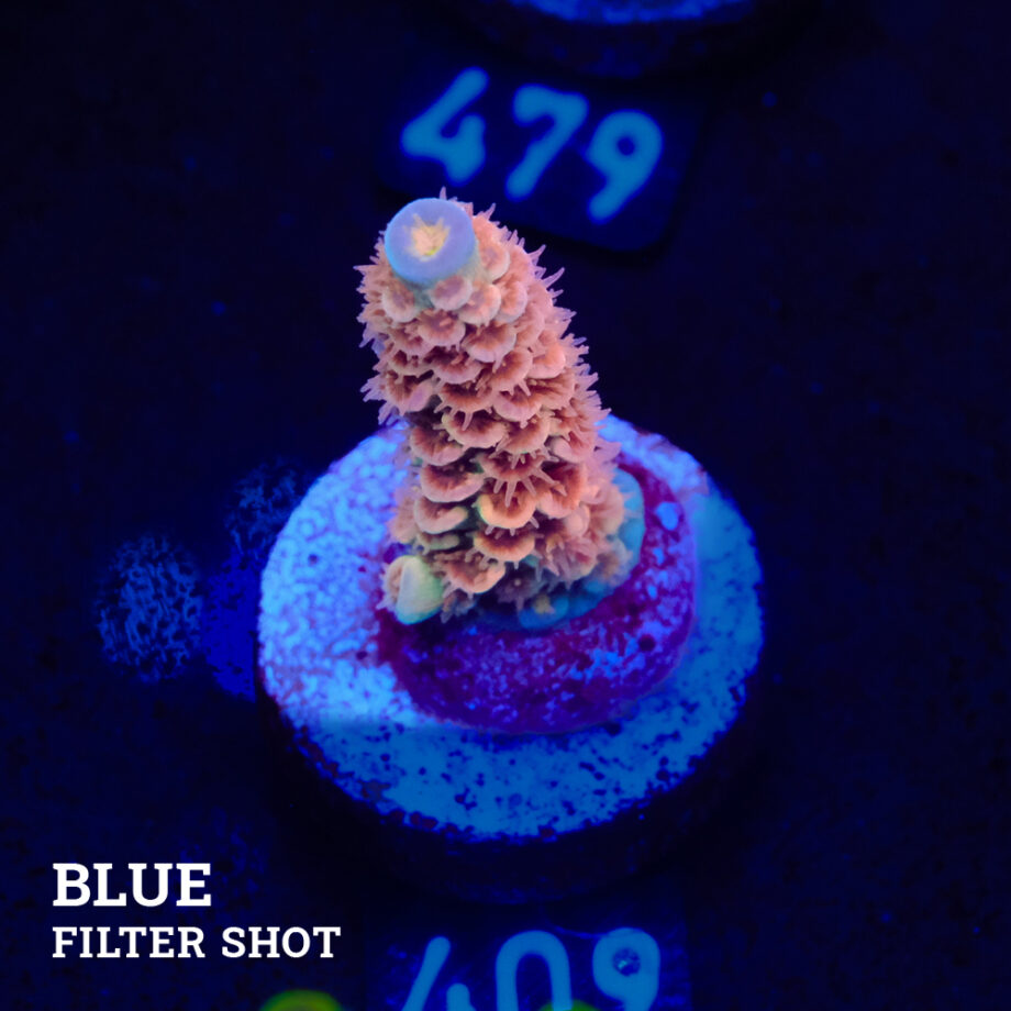 Acropora Tenuis 'Orange'