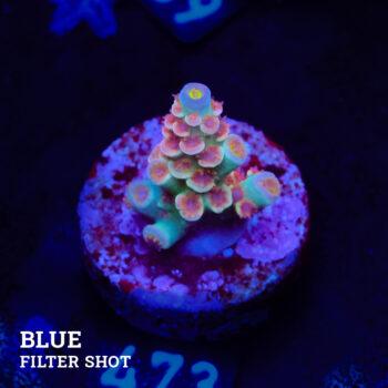 Acropora Tenuis 'Rainbow' (Arco iris)