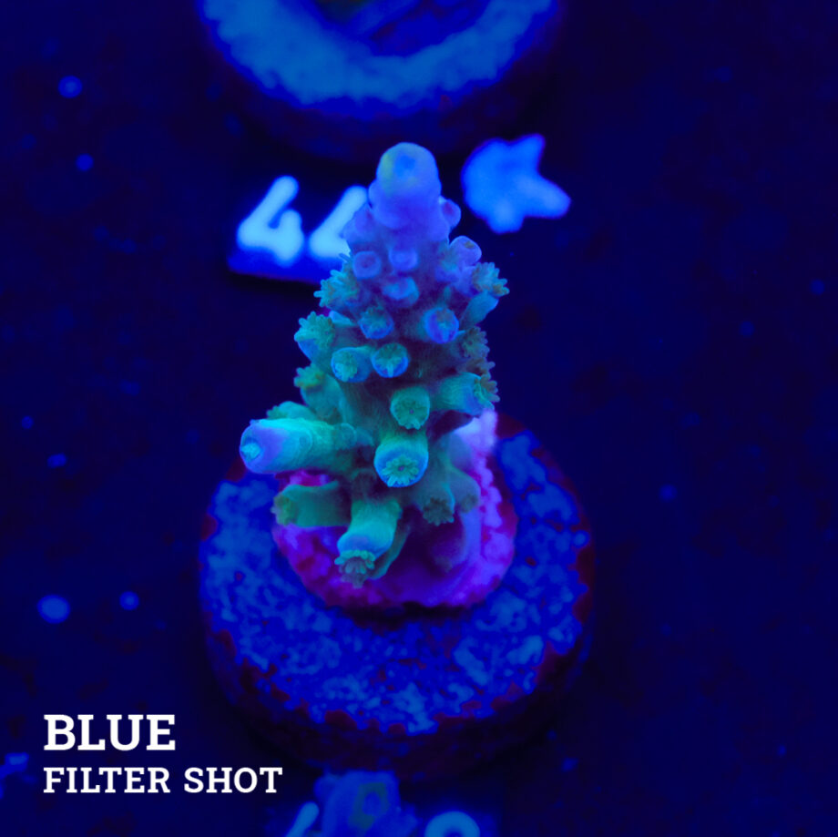 Acropora Tortuosa 'Rainbow Tort' (Arco iris)