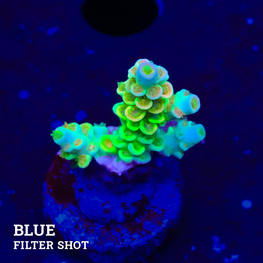 Acropora Tortuosa 'Rainbow' B-goods