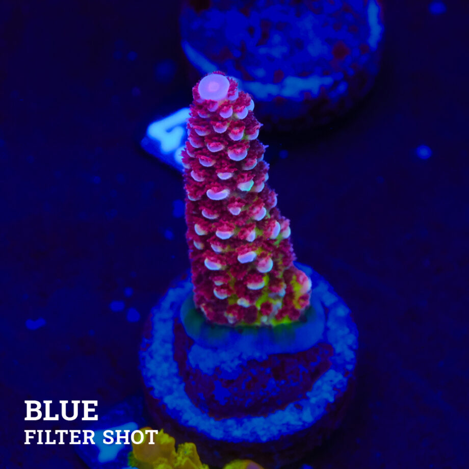 Acropora 'Fluo Bicolor II'