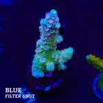 Acropora Tenuis 'Pastel'
