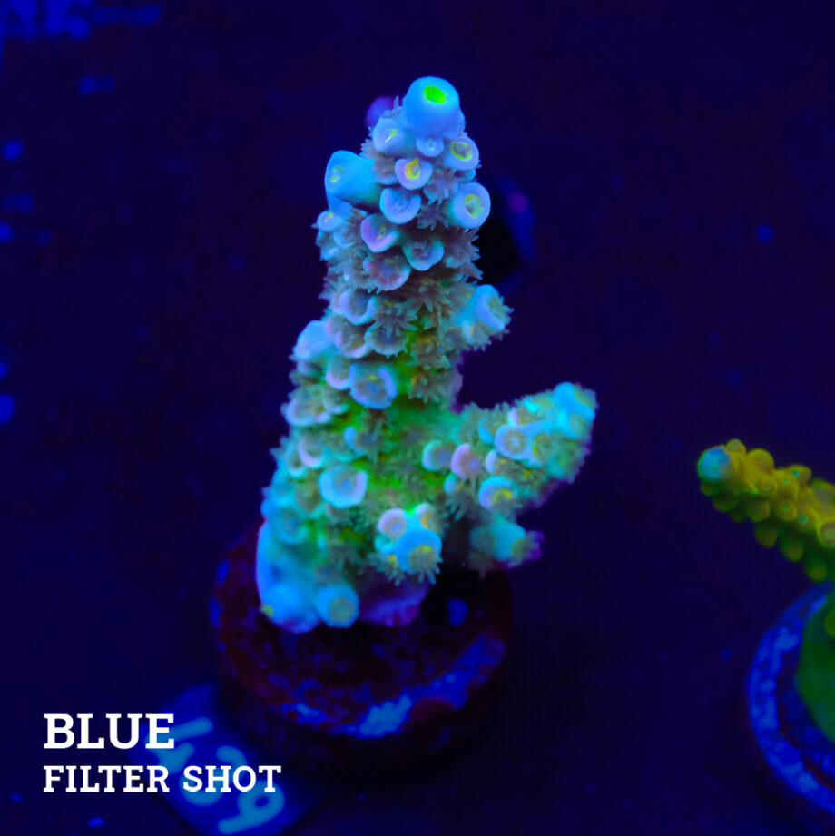 Acropora Tenuis 'Pastel'