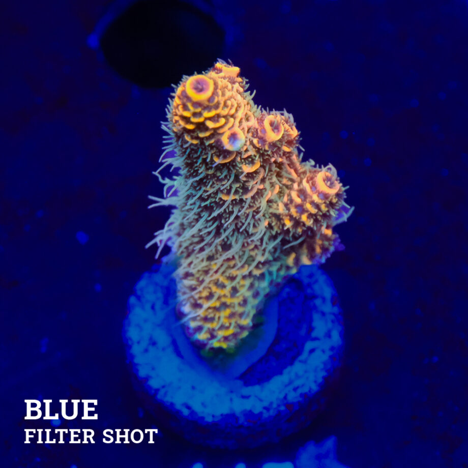 Acropora Millepora 'Orange'