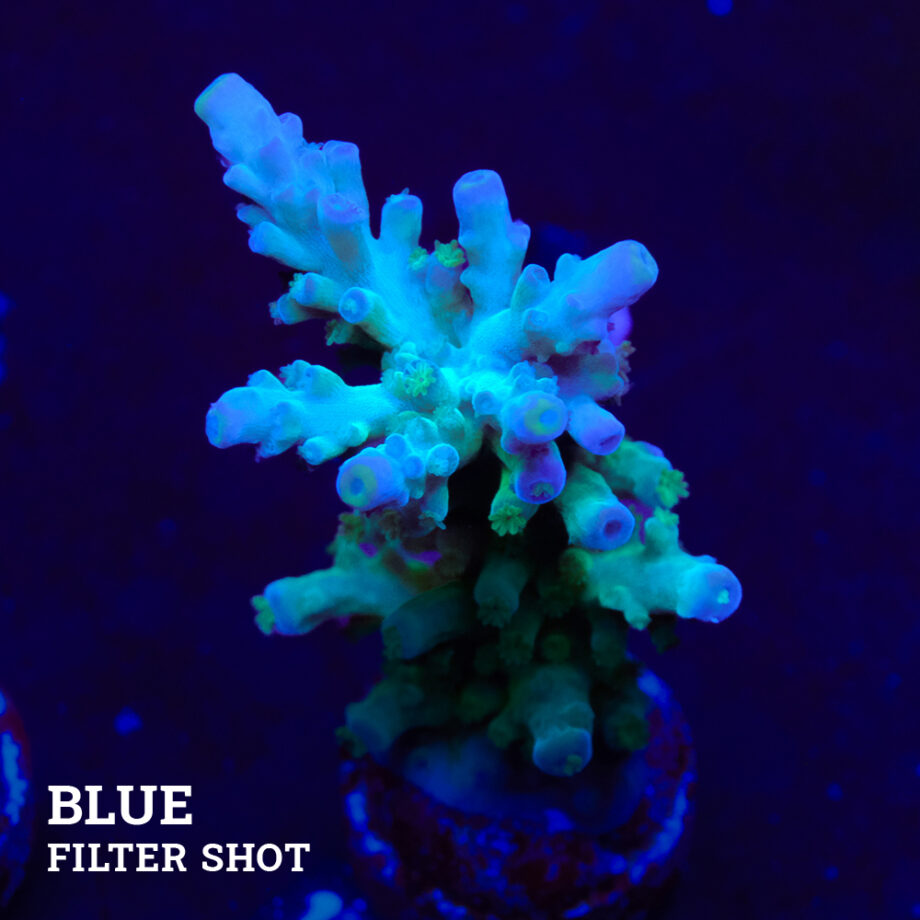 Acropora Tortuosa 'Rainbow Tort'