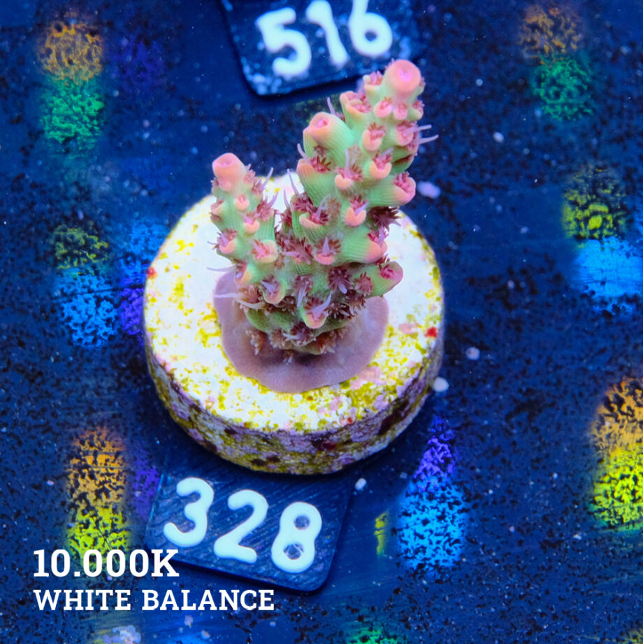Acropora microklados 'SSC'