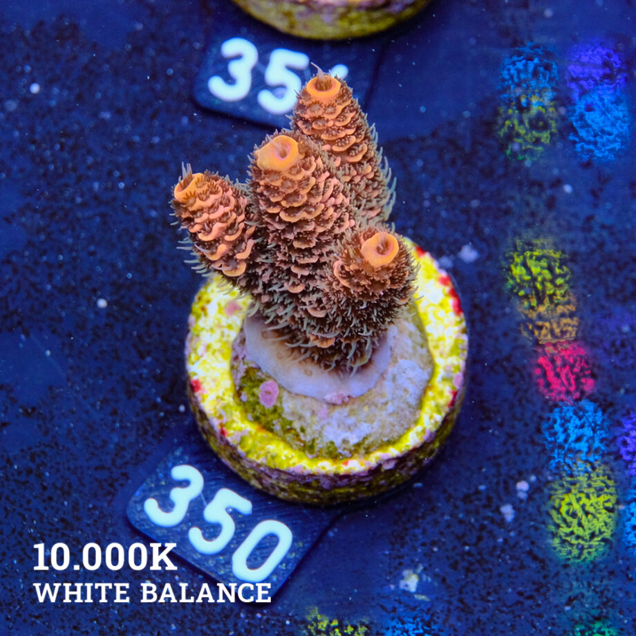 Acropora Millepora 'Orange'