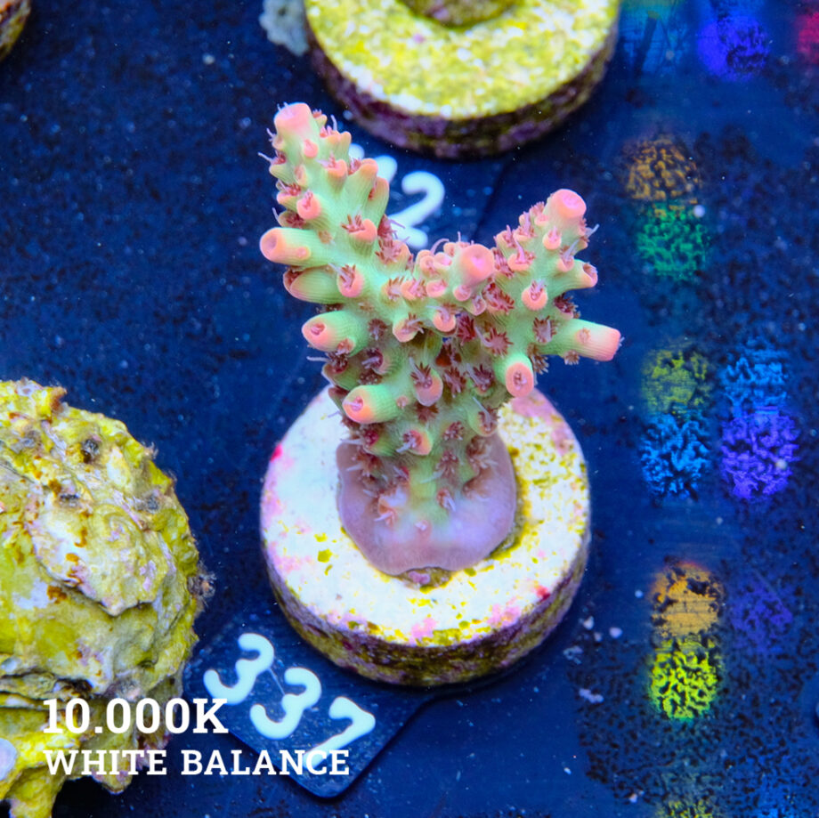 Acropora microklados 'SSC'