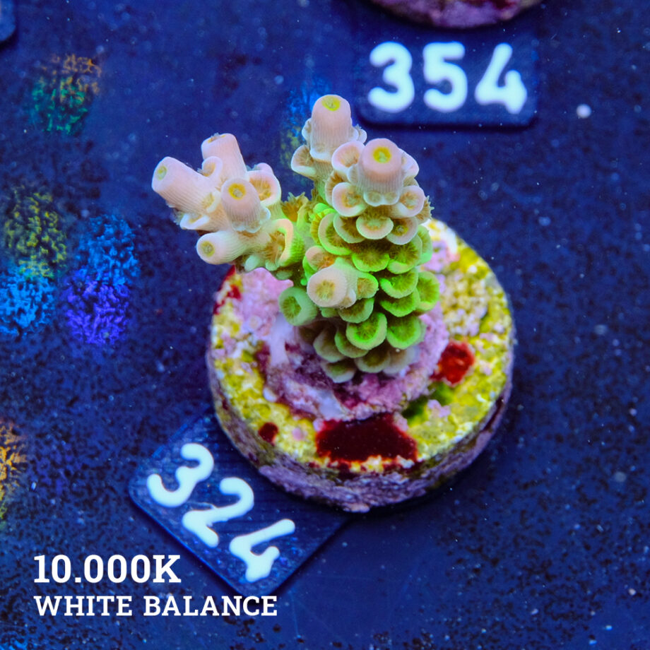 Acropora Tenuis 'Rainbow'
