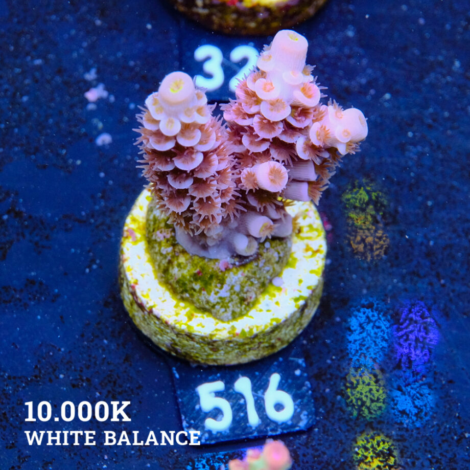 Acropora Tenuis 'Rosa