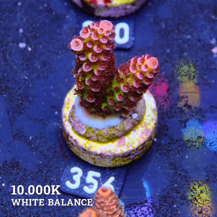 Acropora 'Fluo Bicolor'