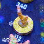 Anacropora 'Tropicana'