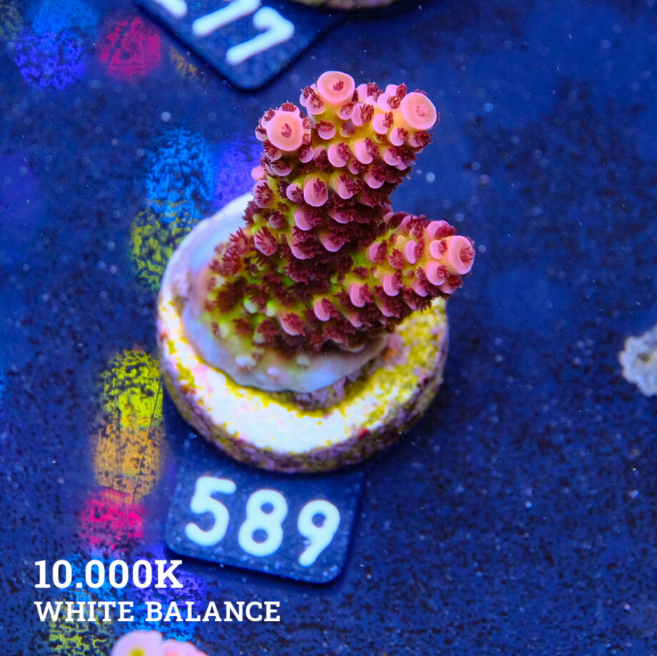 Acropora 'Fluo Bicolor'