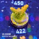 FM Sour Patch