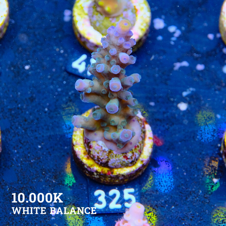 Acropora Tortuosa 'Rainbow Tort'