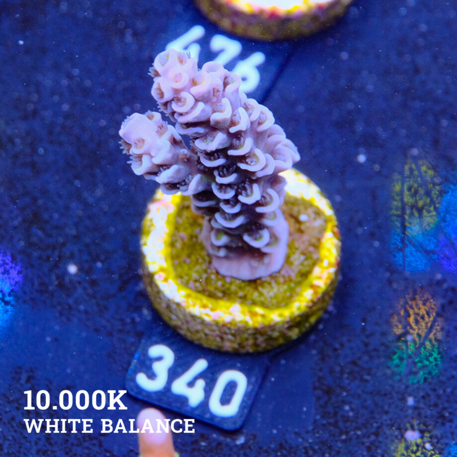 Acropora Tenuis 'Pastel Violet'