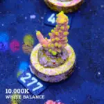 Acropora Latistella 'Bali Shorty'