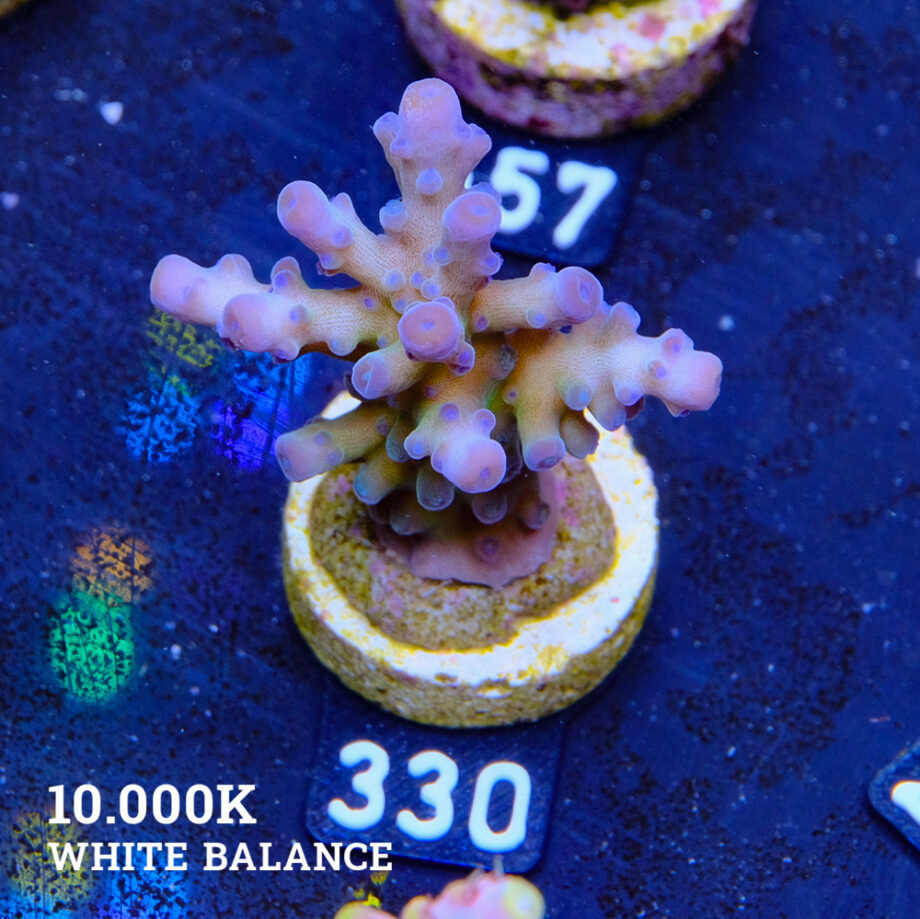 Acropora Tortuosa 'Rainbow Tort' (tourte arc-en-ciel)