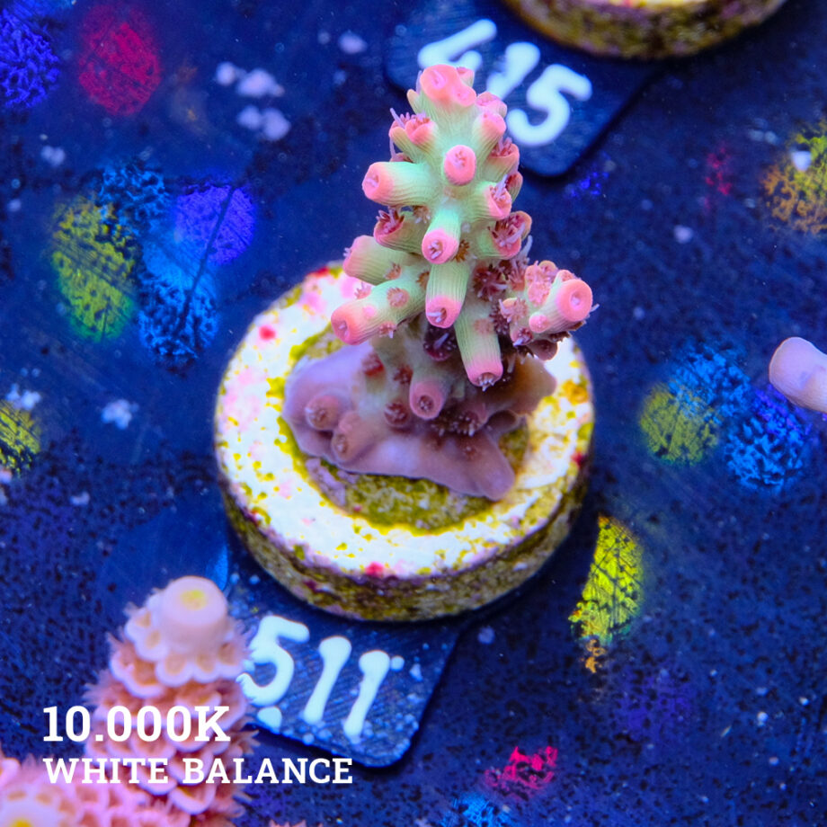 Acropora microklados 'SSC'