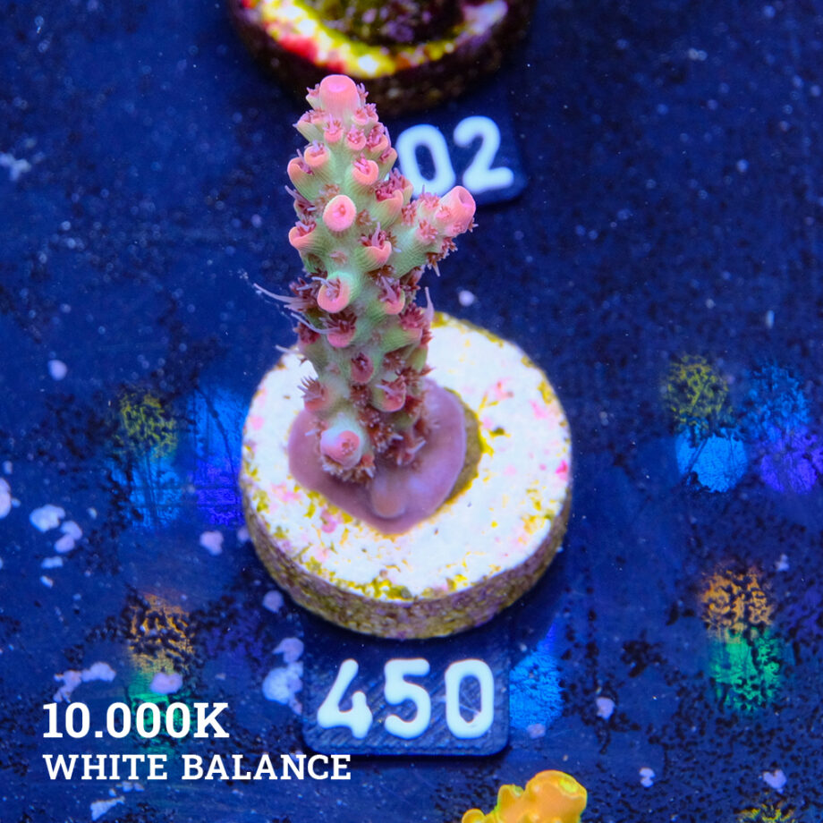 Acropora microklados 'SSC'
