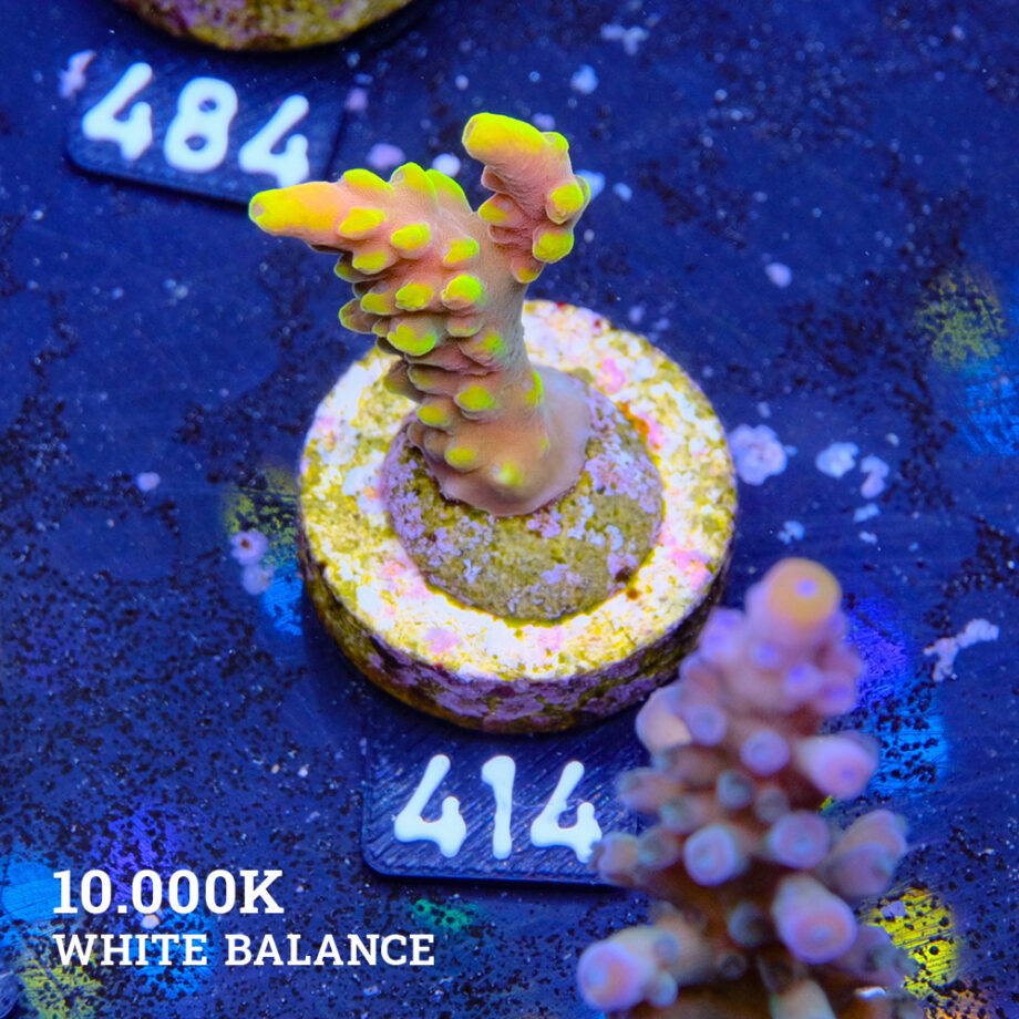 Acropora Latistella 'Bali Shorty'
