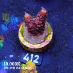 Acropora Millepora 'Red'