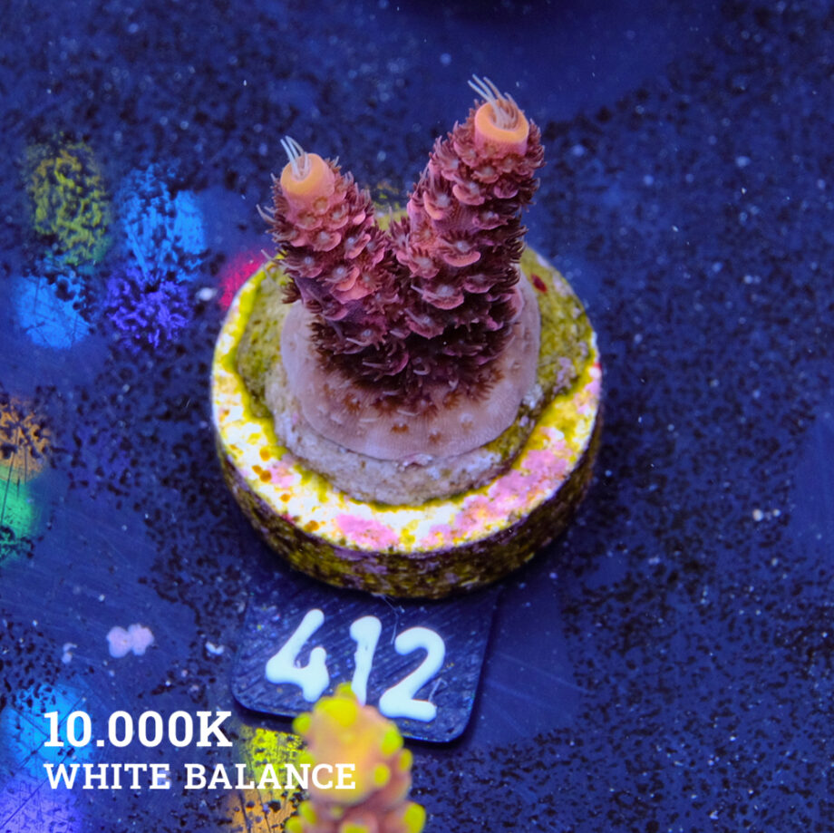Acropora Millepora 'Red'
