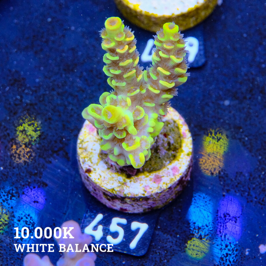 Acropora Tenuis 'Yellow'