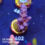 Acropora Tortuosa 'Cali Tort'