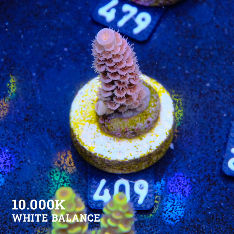 Acropora Tenuis 'Orange'